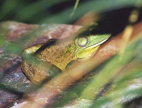 Big green frog at our pond.